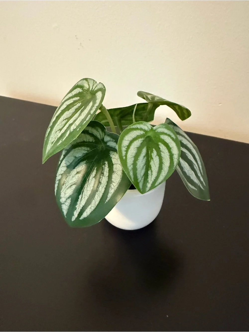 Mini Watermelon Peperomia in Green and Cream - Decorative Home Accent Plant